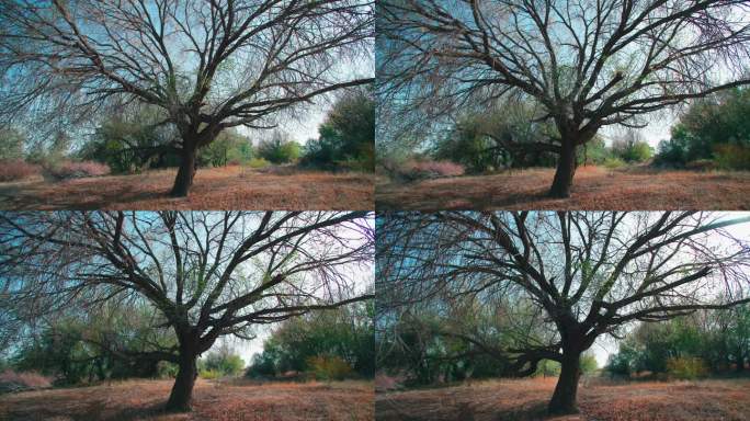 春天阳光下一棵老榆树