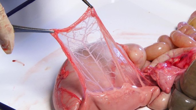 实验室解剖 猪内脏 肠系膜 胃膨大 胀气