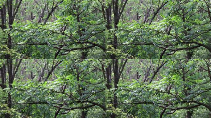 森系景色  微风吹动树叶  大自然空镜