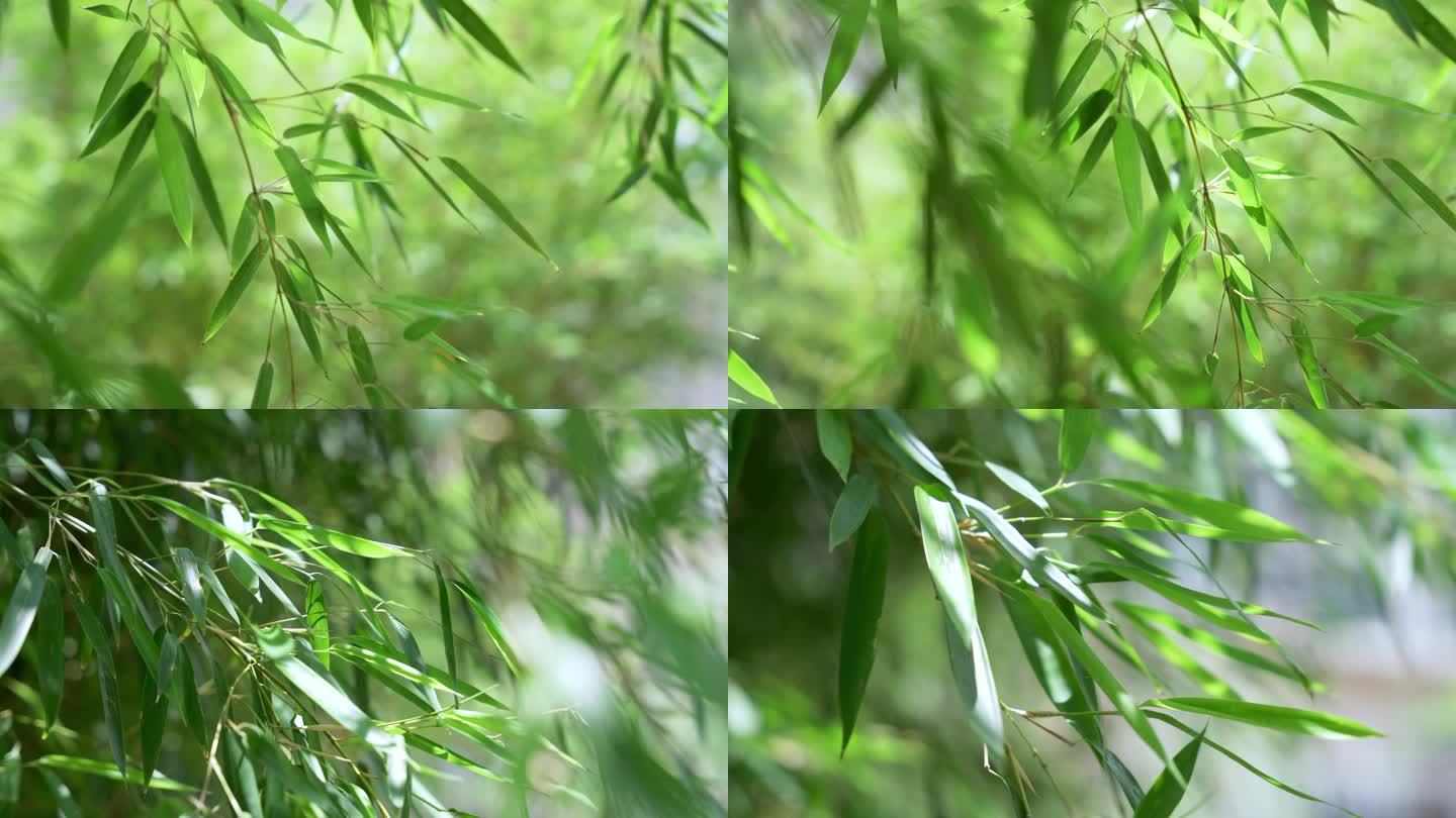 阳光微风里的竹子竹叶空镜