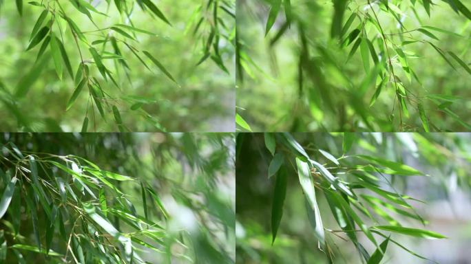 阳光微风里的竹子竹叶空镜
