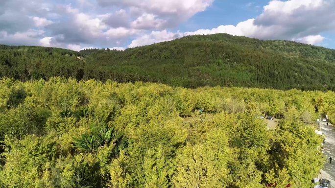 银杏林 银杏村 银杏 银杏树 山