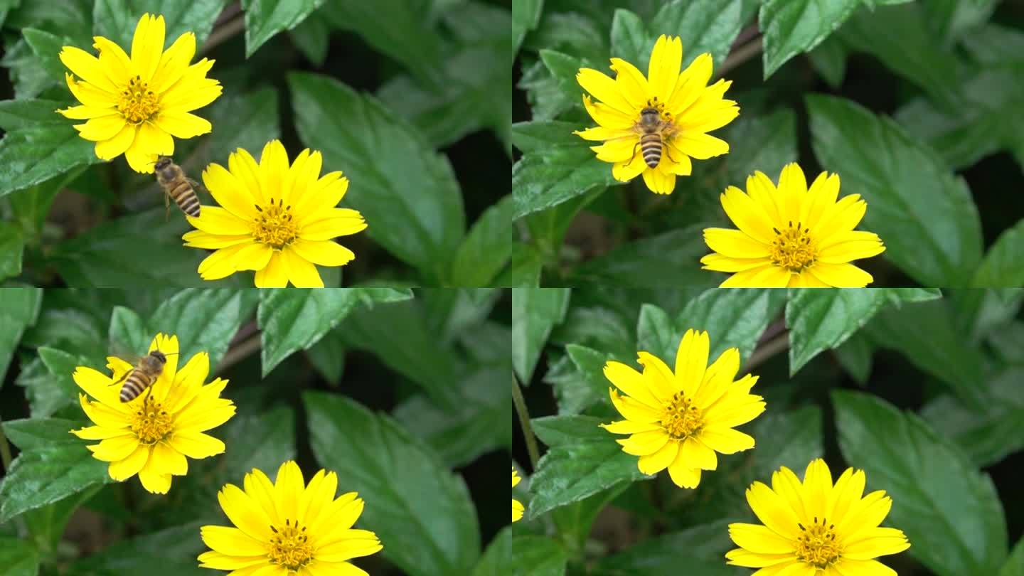 小黄蜂在两朵黄色山花中飞来飞去