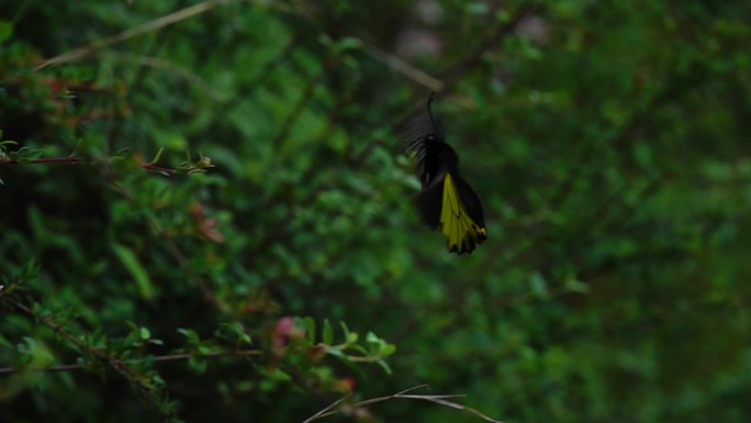 黑黄大蝴蝶在山野树丛中扇动翅膀缓慢起飞