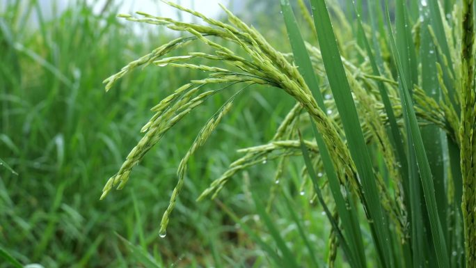 水稻农业万物生长露水