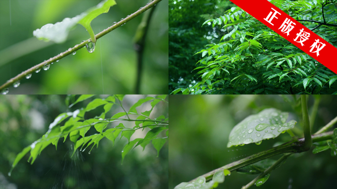 唯美雨景树叶雨滴