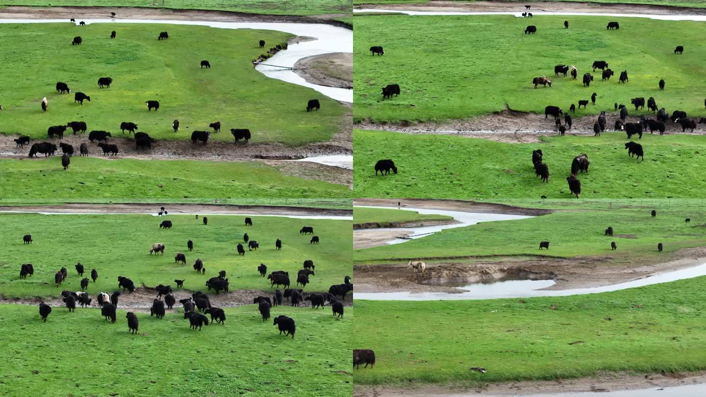 甘肃阿万仓湿地航拍视角