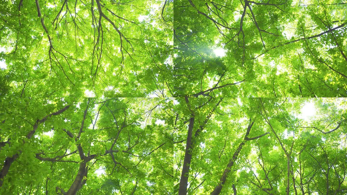 阳光穿过树叶照射森林树冠
