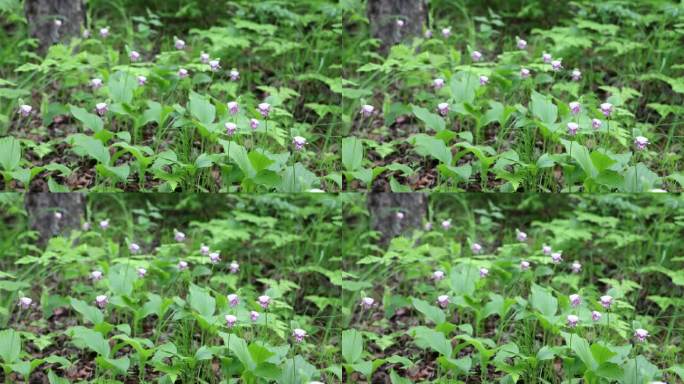 野生药用植物，斑花杓兰