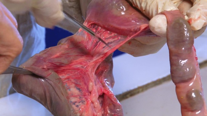猪内脏 实验室解剖 大肠肠系膜出血 红肿