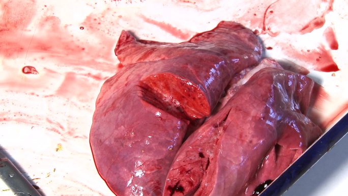 解剖 猪肺部病变 头部纵切面 内部结构