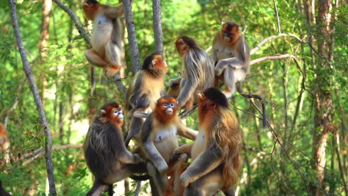 金丝猴子动物生态灵长目武陵源野生动物小猴