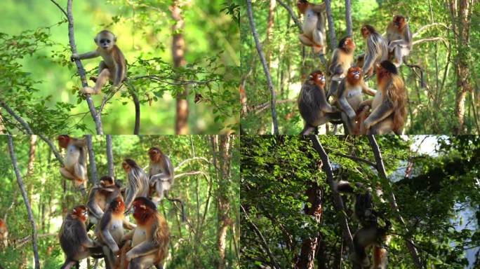 金丝猴子动物生态灵长目武陵源野生动物小猴