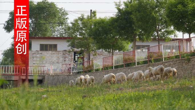 农村放羊