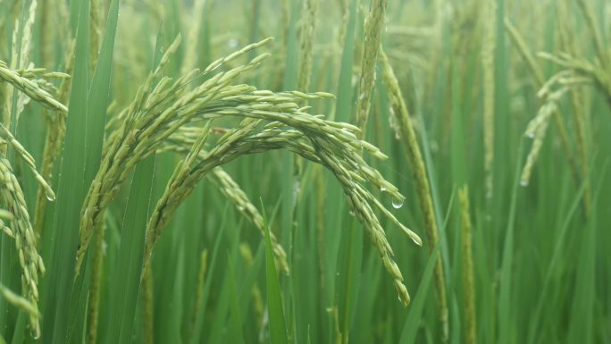 夏天环境自然之美自然绿色稻田稻子