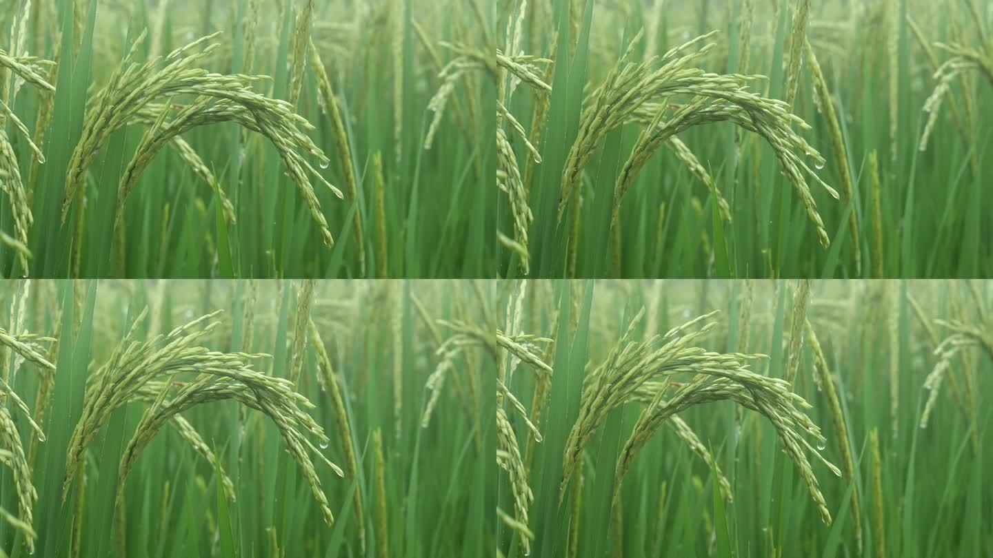 夏天环境自然之美自然绿色稻田稻子