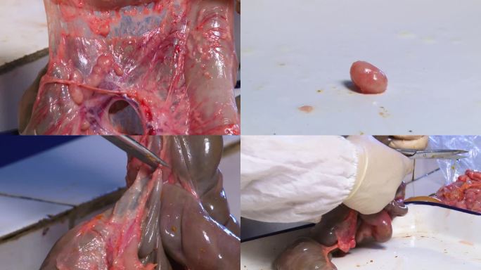猪内脏 解剖 淋巴结肿大 大肠肠系膜出血