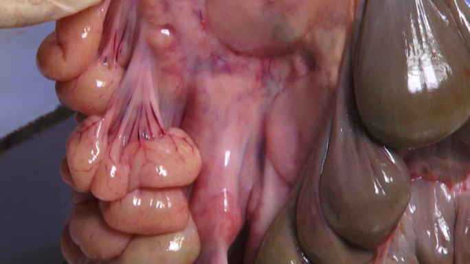实验室解剖 猪内脏 肠道胀气 膨大 出血