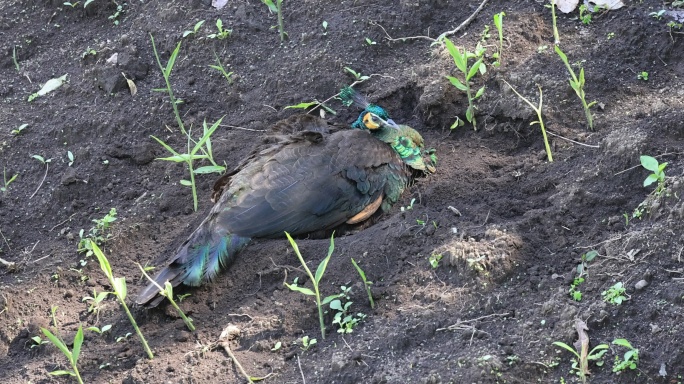 数量极其稀少的绿孔雀在土里土浴