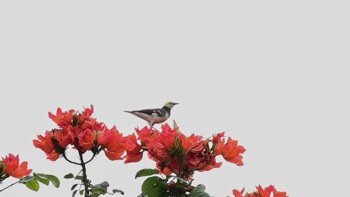 鸟在花枝上觅食慢动作素材
