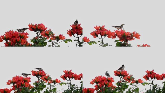 鸟在花枝上觅食慢动作素材