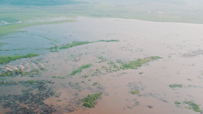 航拍黑龙江湿地沼泽农田