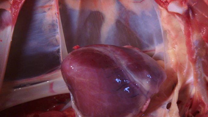 猪内脏器官 实验室解剖 淋巴结病变 心脏