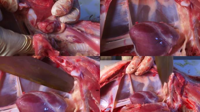 猪内脏器官 实验室解剖 淋巴结病变 心脏