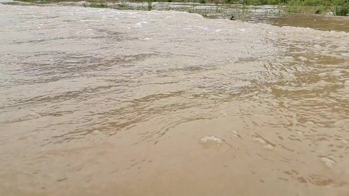 暴雨 洪水浸野草 暴雨后 洪水淹没水患