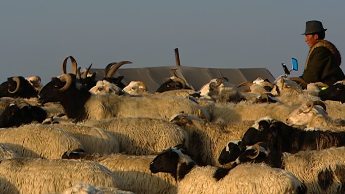 凌晨 牧民 放牧 牛羊