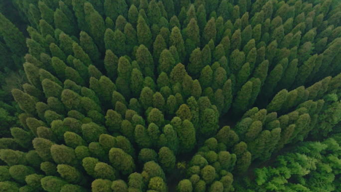 贵州绿水青山森林资源视频素材