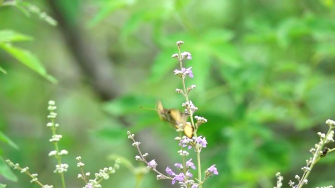 黑黄花蝴蝶在野花丛中缓慢飞来飞去