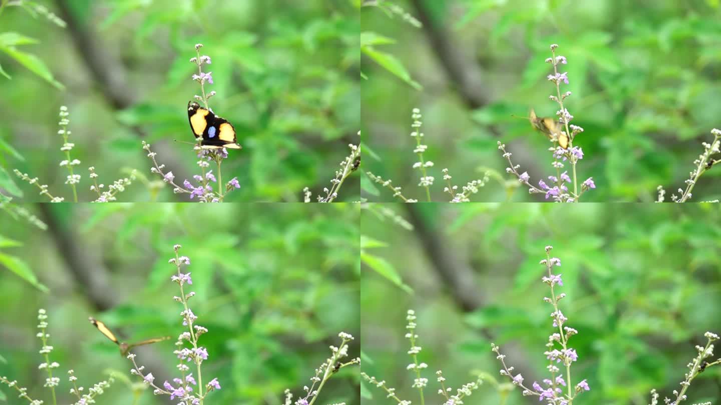 黑黄花蝴蝶在野花丛中缓慢飞来飞去