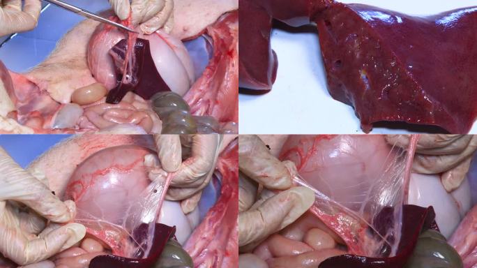 实验室解剖 猪内脏 脾脏 横切面 病变