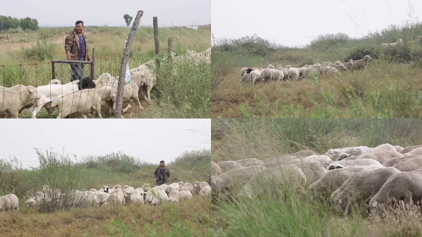 牧民家里养的绵羊