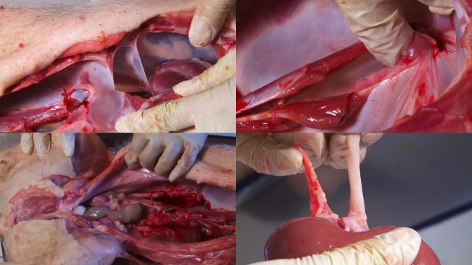 实验室解剖 猪内脏 腹腔黏膜出血 肾出血