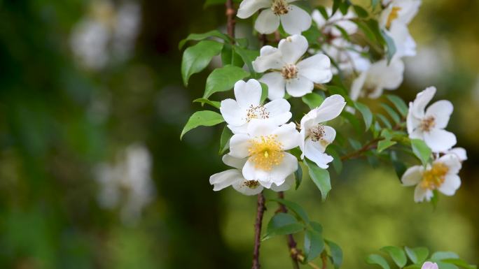 森林户外盛开的白蔷薇