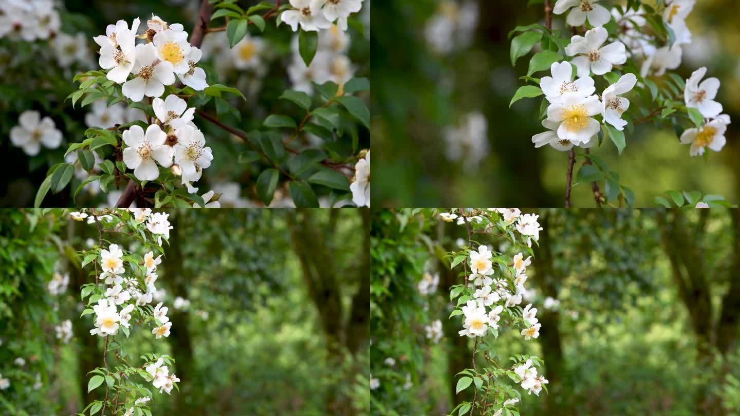 森林户外盛开的白蔷薇