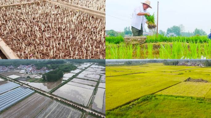 禾苗培育 水稻