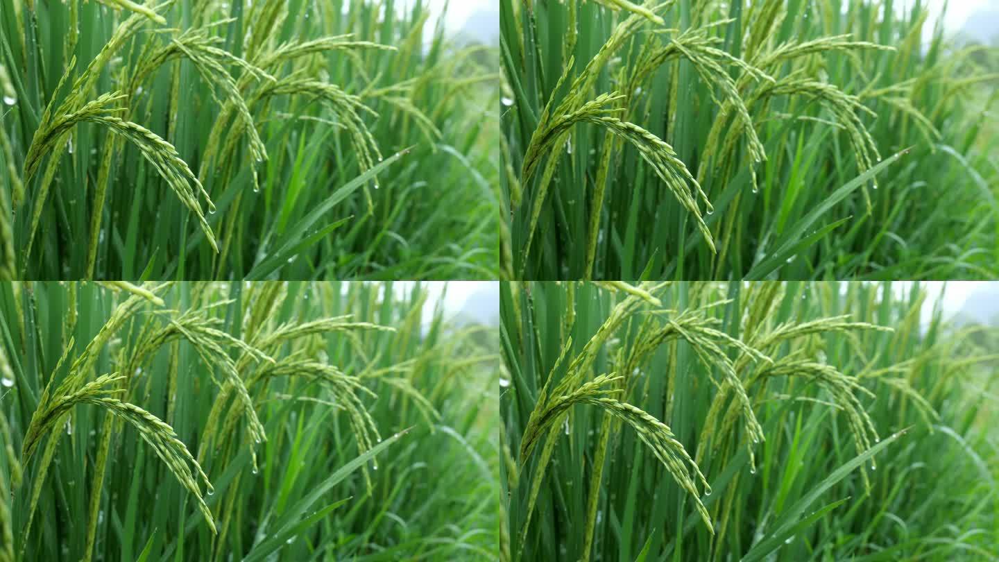 水稻稻谷