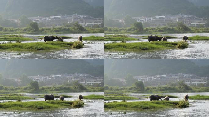 河边放牛 放养水牛 小牛犊