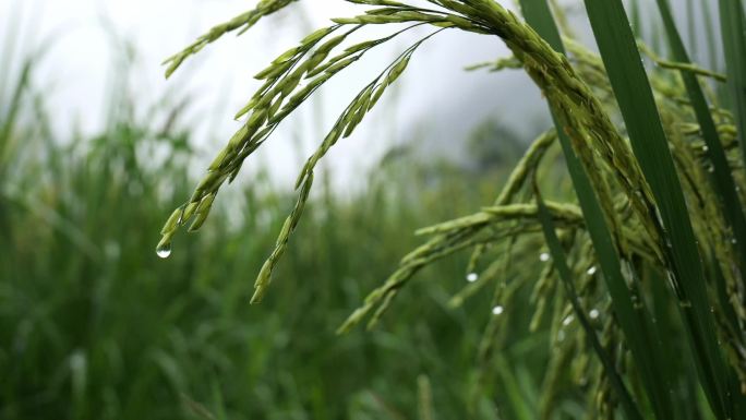 农业水稻生长