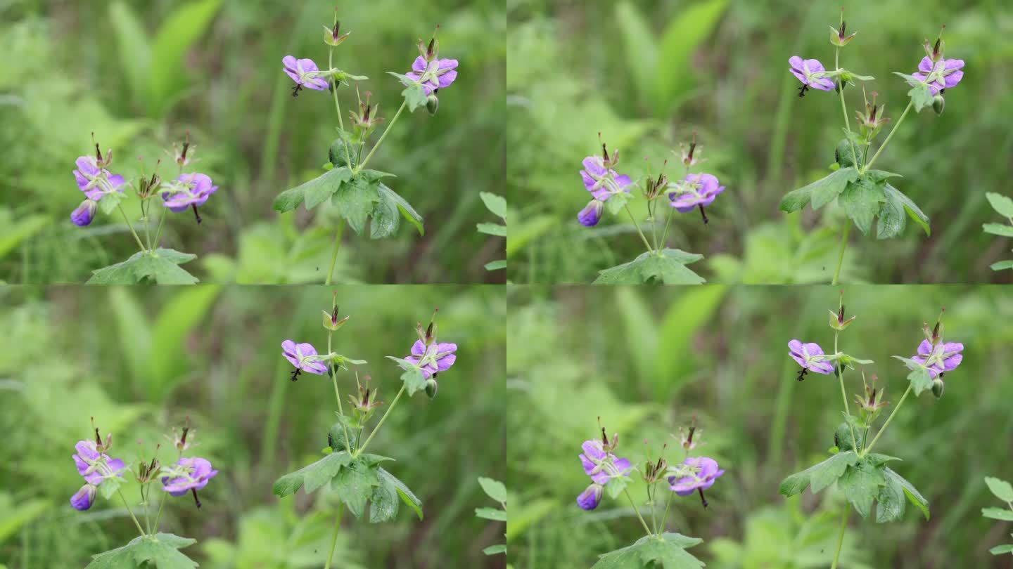 野生药用植物：老鹳草