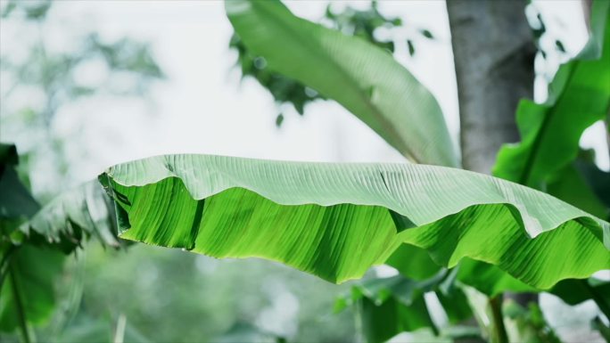 自然风景微风吹树叶芭蕉叶