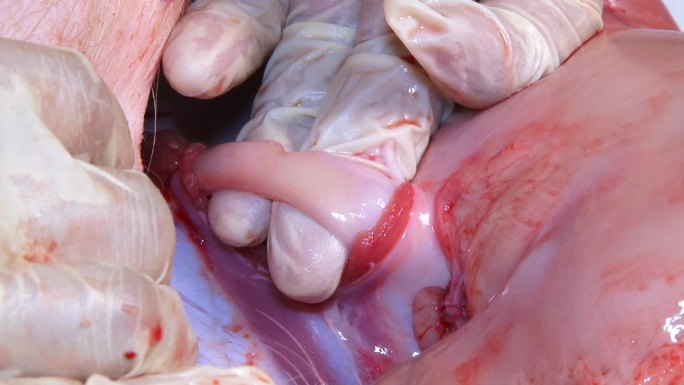 实验室解剖 猪内脏 猪胃 膨大 胀气
