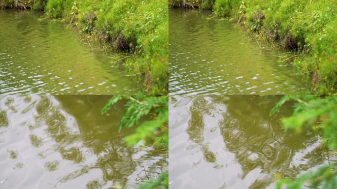 河边水草青青河边草湖面波纹4k视频素材