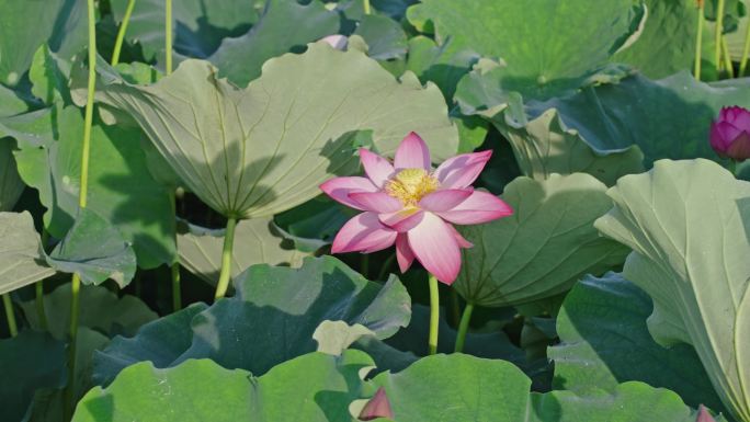 荷花蜜蜂 西湖荷花