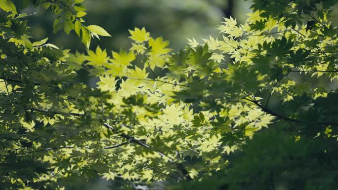 东北夏季树林小溪苔藓叶子浪漫光线治愈画面