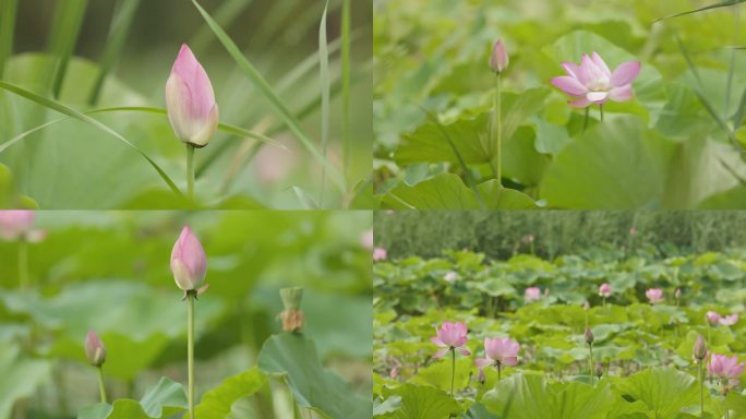 公园含苞待放的荷花特写