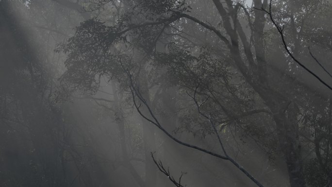 景迈山 古茶林 森林 光线 丁达尔效应